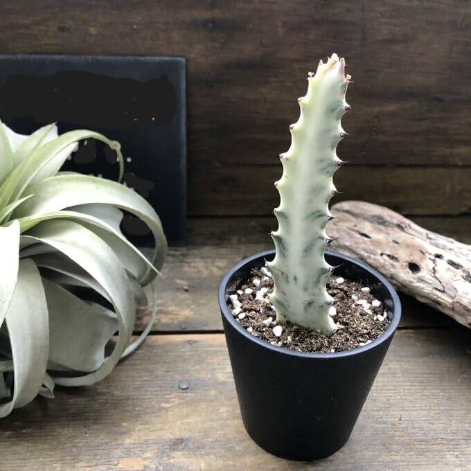 Amazon.co.jp: ホワイトゴースト ユーフォルビア 多肉植物 : DIY・工具